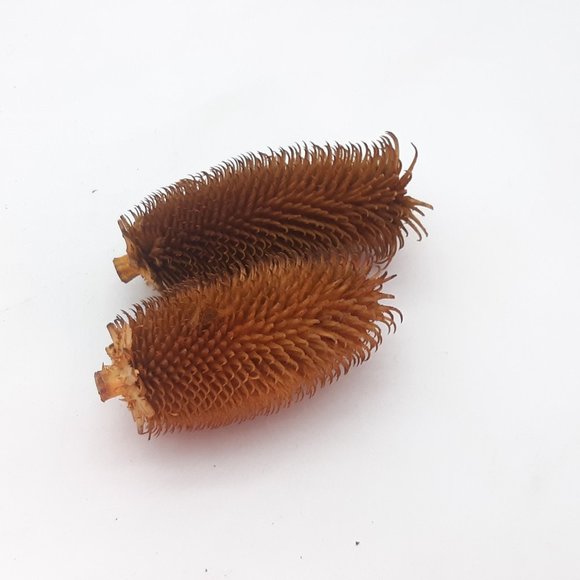 African Rattan Basket and Dried Display Objects - Picture 8 of 11